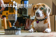 The Drillbrush Soft White 4 inch brush being used on a wooden floor in front of a curious dog.