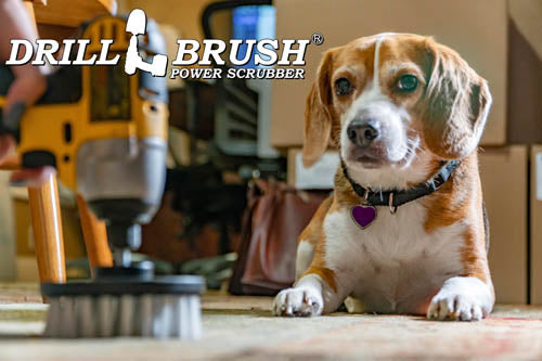 The Drillbrush Soft White 4 inch brush being used on a wooden floor in front of a curious dog.